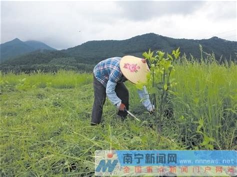 構樹種植|【構樹種植】構樹種植百科：認識、照護、繁殖、開花。